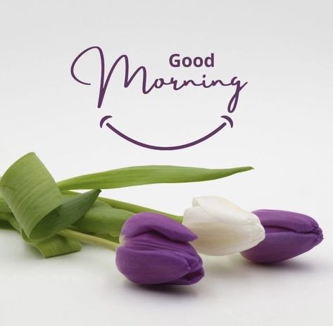 Good Morning Happy Monday Images, Happy Monday Pictures, Good Morning Hd Images, Good Morning Hd, Happy Monday Images, Good Morning Monday Images, Beautiful Good Morning Images, Good Morning Clips, Good Morning Monday