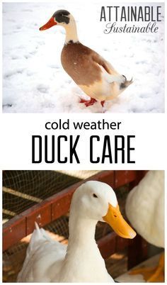 In harsh, cold climates there are some simple tactics for keeping things hospitable in the duck coop. Winter care of ducks isn't hard, but it does change a bit during the cold season! Duck Treats, Duckling Care, Duck Care, Duck Pens, Simple Treats, Backyard Ducks, Duck Coop, Duck Farming, Raising Ducks