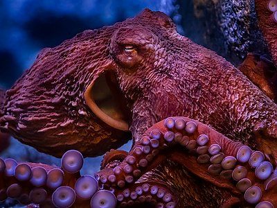 Pacific Octopus, Aquarium Of The Pacific, Zebra Shark, Giant Pacific Octopus, Aleutian Islands, 160 Pounds, Gray Whale, Reef Shark, Three Hearts