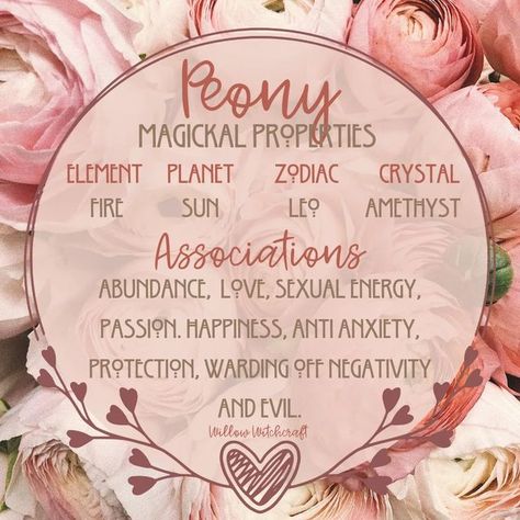 Peony Spiritual Meaning, Peony Witchcraft, Peony Magical Properties, Shower Witchcraft, Spiritual Herbalism, Magick Correspondences, Peony Meaning, Witchcraft Meaning, Herbs For Protection