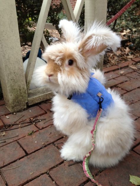 English Angora Rabbit, Angora Bunny, English Angora, Pet Bunny Rabbits, Fluffy Rabbit, Rabbit Pictures, Beautiful Rabbit, Bunny Care, Bunny Mom