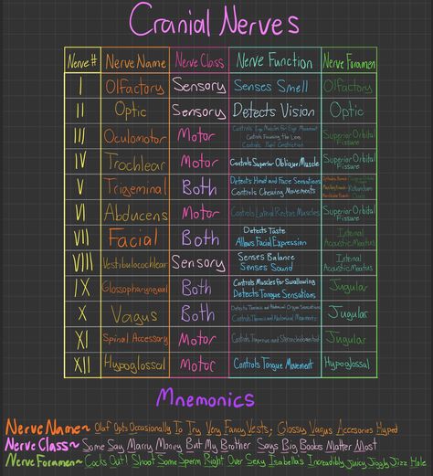 Cranial Nerves and a way to remember them by u/LesNoticeables on Reddit Mnemonic For Cranial Nerves, Cranial Nerve Mnemonics, Cranial Nerves Notes, 12 Pairs Of Cranial Nerves, Brain And Cranial Nerves Human Anatomy, Brain And Cranial Nerves, Cranial Nerves Nursing, Cranial Nerves Mnemonic Cheat Sheets, Cranial Nerves How To Remember