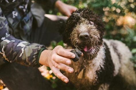 Truffle Hunting In Castelfalfi: Learn How To Discover This Delicacy In Tuscany Truffle Hunting, Summer Truffle, Adorable Dogs, Fine Dining Restaurant, Hunting Dogs, 2024 Vision, Most Expensive, Truffles, Tuscany