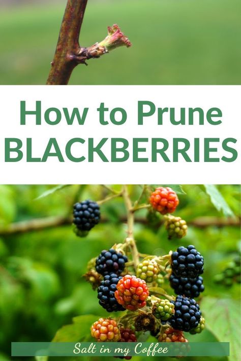 Blackberry Tree How To Grow, Blackberry Pruning Tips, Pruning Thornless Blackberries, Pruning Blackberry Bushes, Blackberry Care, Winterize Garden, Pruning Blackberries, Blackberry Trellis, Blackberry Bushes