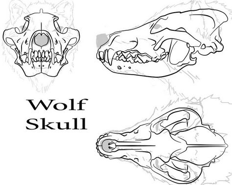 Skull inside head Wolf Skull Reference, Wolf Anatomy, Budget Decorating Ideas, Tattoo Wolf, Skull Reference, Wolf Skull, Budget Decorating, Animal Study, Wolf Drawing