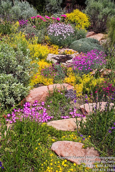 Xeriscape Landscaping, Rockery Garden, Drought Tolerant Garden, Rock Garden Design, Dry Garden, Sloped Garden, Garden Shrubs, Rock Garden Landscaping, Desert Garden