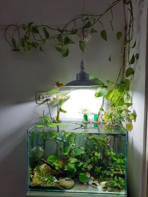 Cute Fishtanks Ideas, Aquarium House Ideas, Fish Tank Ideas Natural, Fish Tank Natural, Plant Only Aquarium, Fish Tank Terrarium Plants, Peacock Cichlid Tank, Fish Tank Ideas Fresh Water, Aquarium In Apartment