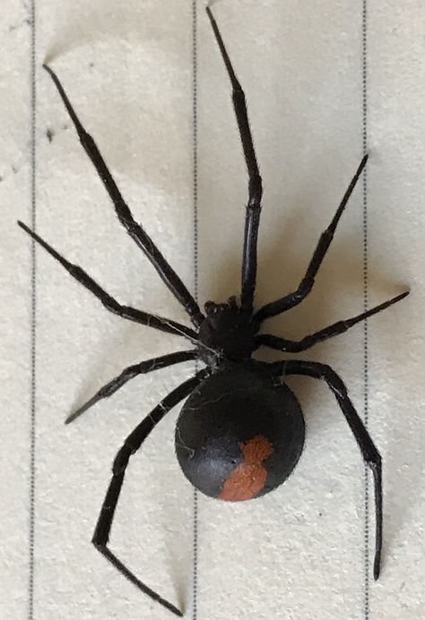 Red back Spider Redback Spider, Amazing Animals, Spiders, Red, Animals, Quick Saves, Color