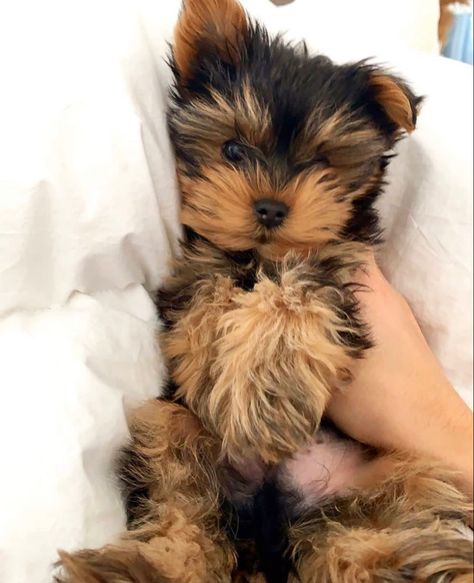 Pet Reference, Yorkshire Puppies, Dog Yorkie, Dream Puppy, York Dog, Dog Tattoo Ideas, Yorkshire Dog, Yorkshire Terrier Puppy, Morkie Puppies