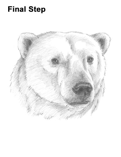 Draw a Polar Bear Head Polar Bear Sketch, Draw A Polar Bear, Polar Bear Video, Bear Face Drawing, Polar Bear Tattoo, Polar Bear Drawing, Polar Bear Face, Realistic Animal Drawings, Bear Sketch