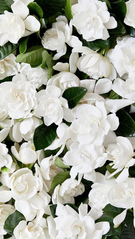 White Gardenia, Home Floral Arrangements, White Gardens, Flower Phone Wallpaper, Alam Yang Indah, Flowers Nature, Flower Boxes, Flower Delivery, Love Flowers