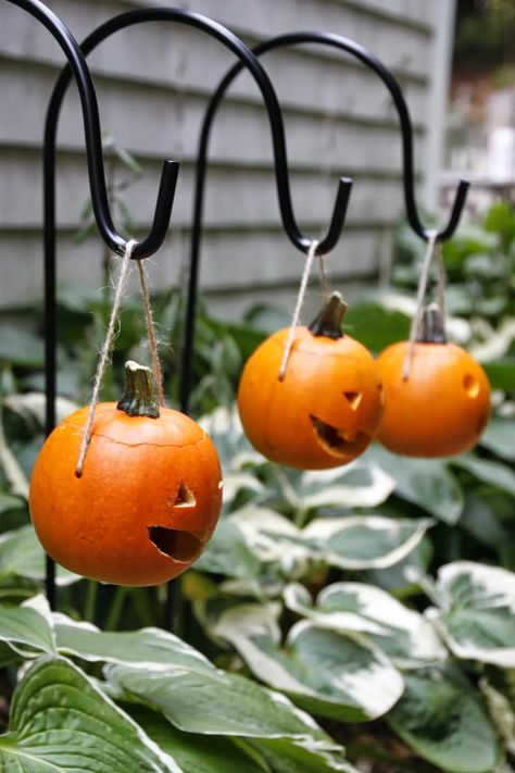 Learn how to transform miniature pumpkins and gourds into delightful and whimsical mini pumpkin lanterns that hang from garden crooks along your walkway. Pumpkins Carving, Pumpkin Lanterns, Hgtv Garden, Halloween This Year, Velvet Pumpkins, Instagram Diy, Mini Pumpkins, Fall Outdoor, Fall Holidays