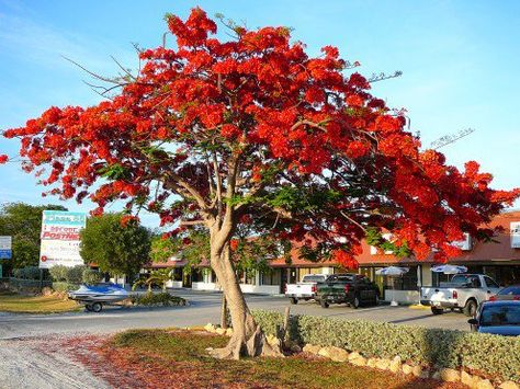 Read all about the gulmohar tree or the commonly called flame of the forest tree. Delonix Regia, Flower Trees, Royal Poinciana, Flame Tree, Home Garden Plants, Acer Palmatum, Tropical Tree, Tree Seeds, Ornamental Trees