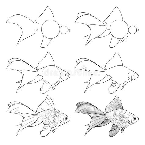 ArtiOne How to Draw Fish stock illustration. Illustration of draw - 263673371 Goldfish Illustration, Goldfish Drawing, How To Draw Fish, Drawn Fish, Drawing Step By Step, Fish Stock, Drawing Step, Fish Drawings, Drawing Inspo