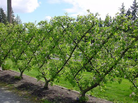 Diy Garden Landscaping, Espalier Fruit Trees, Living Fence, American Garden, Have Inspiration, Backyard Garden Design, Fruit Garden, Veggie Garden, Outdoor Landscaping