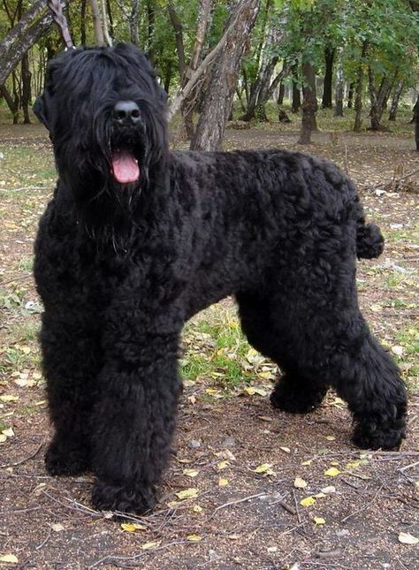 65+ Best Black Russian Terrier Dog Names Working Dog Breeds, Russian Dogs, Russian Terrier, Working Dogs Breeds, Black Russian Terrier, Every Dog Breed, Black Russian, Giant Schnauzer, Huge Dogs