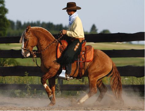 Criollo Horse, Rare Horse Breeds, Ranch Horses, Means Of Transport, Warmblood Horses, Healthy Horses, Rare Horses, Pony Breeds, Horse Colors