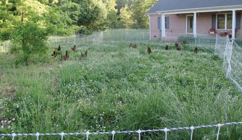 DIY Project: Build Your Own Collapsible Chicken Run - Hobby Farms Pasture Chicken Coop, Market Farming, Chicken Pasture, Plants For Chickens, In Case Of Zombies, Rotational Grazing, Chicken Fence, Farm Chickens, Chicken Tractor