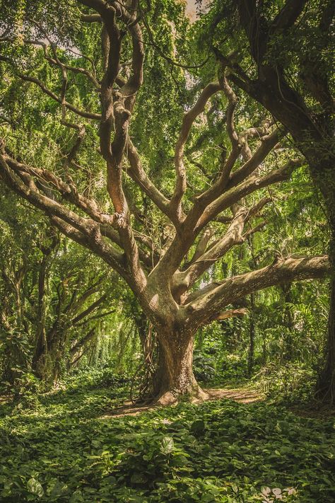 Featured photo by veeterzy. Discover more free photos from veeterzy: https://www.pexels.com/u/veeterzy #nature #forest #trees Jeremiah 17 7-8 Wallpaper, Jeremiah 17 7-8, Tree Spirit, Image Nature, Unique Trees, Tree Forest, Naha, New Images, Donkeys