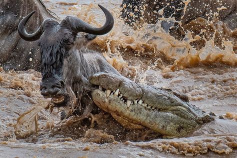 Safari in June wildebeest migration pattern — Uganda Gorilla trekking tour Wildebeest Migration, Planet Photo, Hard Images, Masai Mara National Reserve, Largest Lion, Gorilla Trekking, The Great Migration, Serengeti National Park, Wild Safari