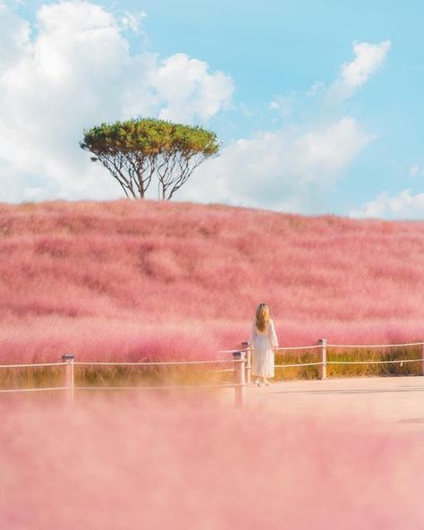 Pink Muhly Grass Korea, Fae Wild, Pink Muhly, Pink Park, Korea Autumn, Pink Field, Debut Theme, Autumn In Korea, Travel Korea