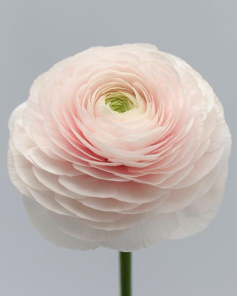 Bio Flower Craft Ideas, Ranunculus Bouquet, Wafer Paper Flowers, Ranunculus Flowers, Edible Paper, Flower Guide, Flower Boutique, Flower Craft, Floral Photography