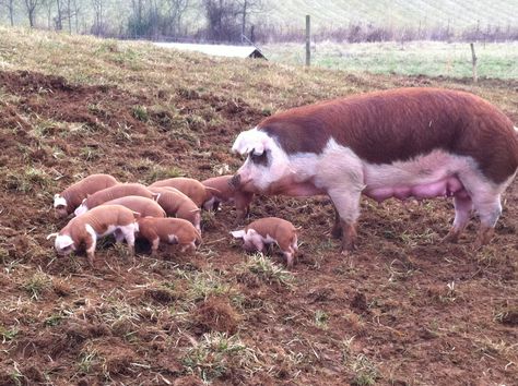 The Great Hog Migration | Dry Ridge Farm Hereford Pigs, Pastured Pigs, Show Pigs, Pig Breeds, Raising Pigs, Raising Farm Animals, Farm Activities, Baby Rabbit, Dairy Goats