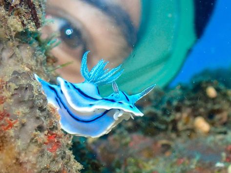 📸 @sugbudiver ⁠ Fun Fact: Chromodoris willani, commonly known as Willan's chromodoris, is a species of sea slug, a dorid nudibranch, a shell-less marine gastropod mollusk in the family Chromodorididae. The species is named for the renowned nudibranch taxonomist Dr. Richard C. Willan.⁠ ⁠ This nudibranch is found in the Western Pacific Ocean, from Indonesia and the Philippines to Vanuatu. This species can be distinguished by the very prominent white specks found on the gills and rhinophores.⁠ ⁠ Angel Sea Slug, Nudibranch Photography, Blue Sea Slug, Sea Slug Nudibranch, Blue Dragon Nudibranch, Sea Snail, Sea Slug, Ocean Creatures, Pacific Ocean