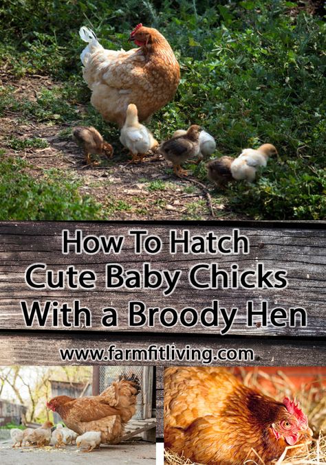 Hatching Chicks Naturally, Chicken Math, Homestead Livestock, Homesteading Hacks, Raising Meat Chickens, Broody Hen, Urban Chicken Farming, Hen Farm, Meat Birds