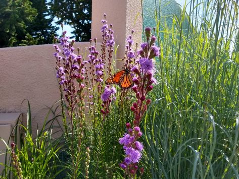 Blazing Star Meadow Gayfeather – Liatris ligulistylis | Plant Select Blazing Star Flower, Water Wise Plants, Blazing Star, Prairie Planting, September Flowers, Prairie Garden, Garden Images, Flower Landscape, Water Wise