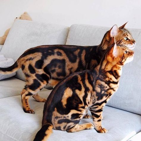 Bengal Cats on Instagram: “These are the most beautiful marble Bengals ever!!😻😻  .  📸 @keepingupwithyodaandchewie  .  👉 Follow us @bengalcatsworld  👉 Follow us…” Bengal Cat Marbled, Grey Bengal Cat, Marble Bengal Cat, Cats Hypoallergenic, Black Bengal Cat, Cat Markings, Bangle Cat, Bengal Cat Personality, Tidy Cat Litter