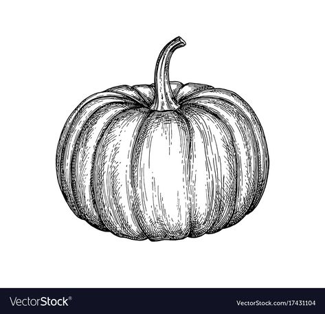 Drawing Of A Pumpkin, Pumpkin Sketch, Pumpkin Tattoo, Skull Model, Pumpkin Drawing, Pumpkin Pictures, Pumpkin Illustration, Pumpkin Vector, Fall Arts And Crafts