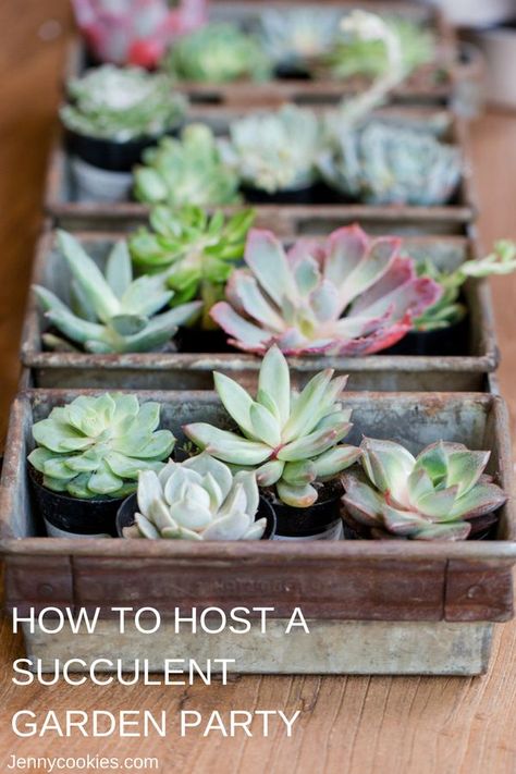 How to Host a Succulent Garden Party | summer party ideas | garden party decor | garden party ideas | summer party decor || JennyCookies.com #parties #summerparty #gardenparty #succulents Garden Party Decorations Diy, Garden Party Games, Succulent Theme, Jenny Cookies, Plant Party, Garden Cakes, Summer Party Decorations, Sale Ideas, Garden Party Decorations