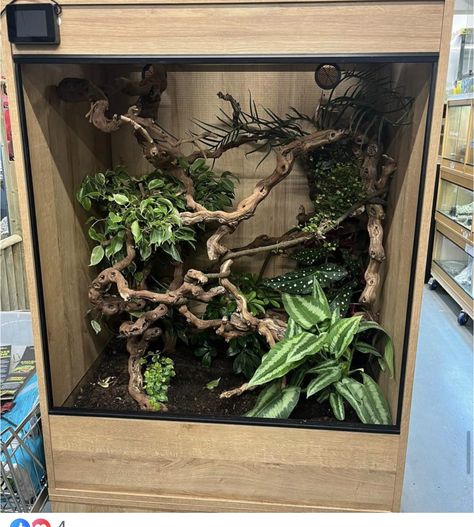 Beetle Terrarium, Tropical Vivarium, Tree Frog Terrarium, Gecko Vivarium, Tarantula Enclosure, Diy Reptile, Gecko Habitat, Snake Terrarium, Frog Terrarium