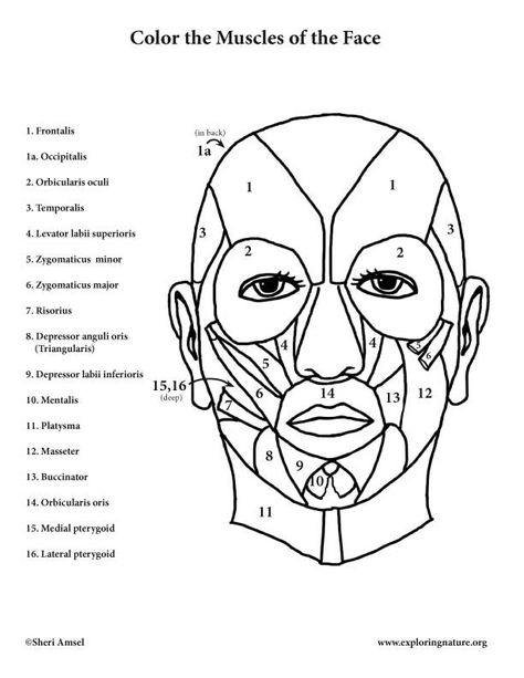 Muscles Of The Face Coloring Page - Coloring Home | Muscles of the face, Anatomy coloring book, Facial muscles anatomy Muscle Coloring, Face Muscles Anatomy, Facial Muscles Anatomy, Neck Muscle Anatomy, Medical Diagrams, Face Muscles, Muscle Diagram, Anatomy Coloring, Head Muscles