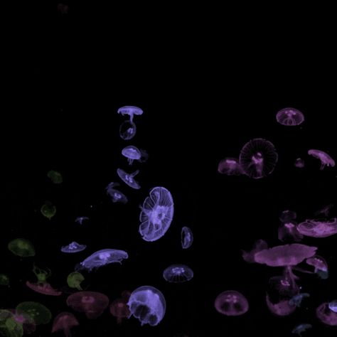 Jellyfish Gif, Cool Jellyfish, Aesthetic Animated, Projection Mapping, Video Projection, Jellyfish, Banners, Gif, Quick Saves