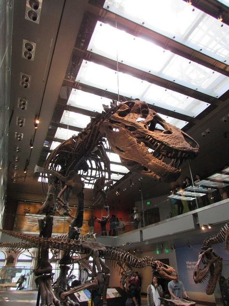 Natural History Museum Los Angeles, Los Angeles County Museum Of Art, La Brea Tar Pits, Uss Iowa, Los Angeles Museum, Ig Photos, Los Angles, Science Museum, Dinosaur Fossils