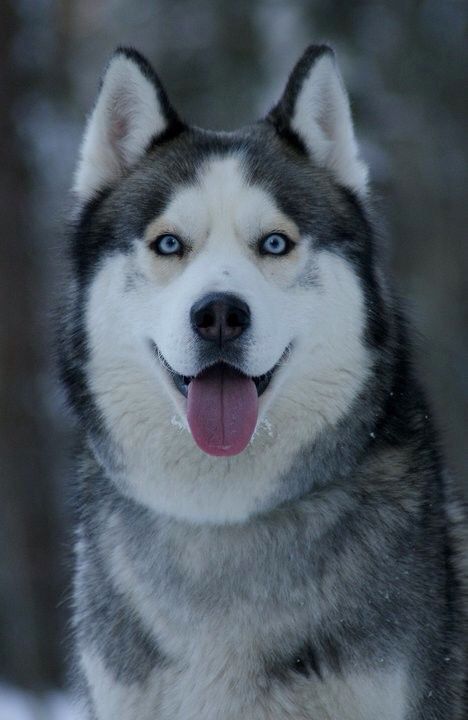 Siberian Husky Facts, Caine Husky, Husky With Blue Eyes, Husky Puppies For Sale, Husky Breeds, Husky Photos, Husky Puppies, Cute Husky, Siberian Husky Dog