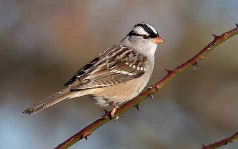 A White-crowned Sparrow in Harford Co., Maryland (11/7/2018). (Photo ID: 127061 - Psn: 5) Biodiversity Project, Mark Johnson, Kingdom Animalia, Living Things, Kingfisher, Beautiful Animals, Bird Houses, Beautiful Birds, Animals Beautiful