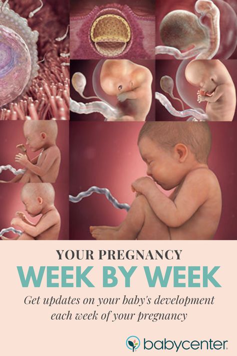 Fetal Development Week By Week, Stages Of Fetal Development, Baby Week By Week, Baby Development In Womb, Pregnancy Development, Baby Development Chart, Baby In The Womb, Stages Of Baby Development, Pregnancy Chart