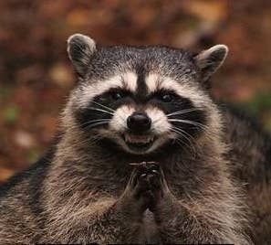 30 Pictures That Accurately Represent The 30 Days Of NaNoWriMo Racoons Funny, Raccoon Love, Raccoon Repellent, Fat Raccoon, Racoon Funny, Rare Albino Animals, Pet Raccoon, Luis Royo, Albino Animals