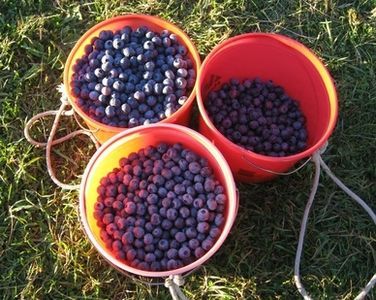 Growing Blueberries, Blueberry Plant, Fruit List, Healthy Blueberry, Blueberry Bushes, Perennial Shrubs, Summer Living, Growing Grapes, Large Backyard