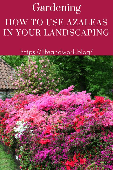 How to Use Azaleas in Your Landscaping Azaleas Landscaping Backyards, Front Yard Azaleas, Azaleas In Front Of House, Azalea Hedge Front Yards, Azalea Landscaping Ideas, Azalea Bushes Front Yards, Azalea Garden Ideas, Landscaping With Azaleas, Landscape With Azaleas