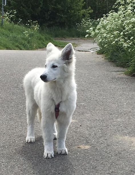 White German Shepard Puppy, White Shepherd Puppy, White German Shepherd Aesthetic, Swiss Shepherd, White Husky, White Shepherd, White German Shepherd, Very Cute Dogs, Puppies And Kitties