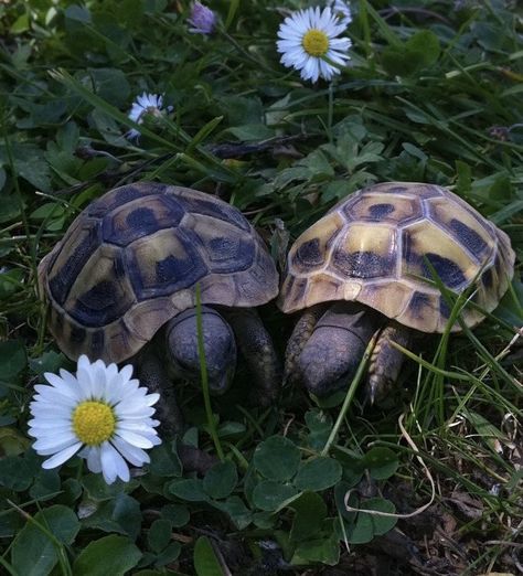 Tortugas Aesthetic, Tortoise Aesthetic, Cute Animal Pfp, Pet Tortoise, Funny Animal Pics, Animal Pfp, Tortoise Enclosure, Turtle Wallpaper, Cute Tortoise