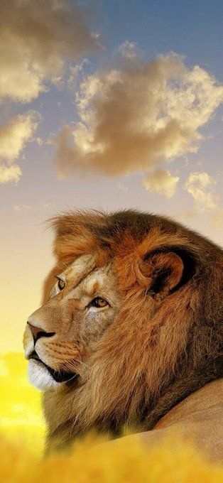 iPhone 11 Wallpaper Cool Lion HD Download Free | HD Wallpaper & Screensavers | https://t.co/0OJkzs7y9h | Download Free HD Wallpapers https://t.co/0KUPqGabM7 | https://t.co/4Cxoa7gHWL https://t.co/Jp81yVO6g5 Lion Wallpaper, Exotic Cats, Lion Pictures, Hd Wallpapers For Mobile, Full Hd Wallpaper, Wallpaper Gallery, Ocean Wallpaper, Free Hd Wallpapers, Animal Wallpaper