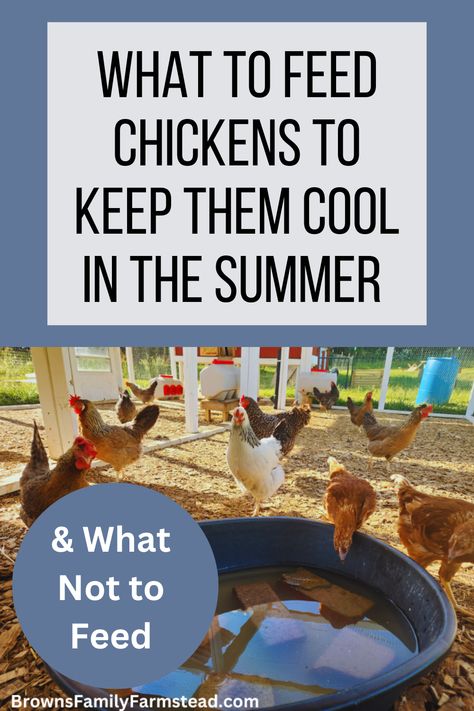 Chickens inspecting cool pool in the heat of summer What To Feed Chickens, Urban Chicken Farming, Portable Chicken Coop, Chicken Coup, Urban Chickens, Chicken Life, Chicken Eating, Chicken Treats, Raising Backyard Chickens