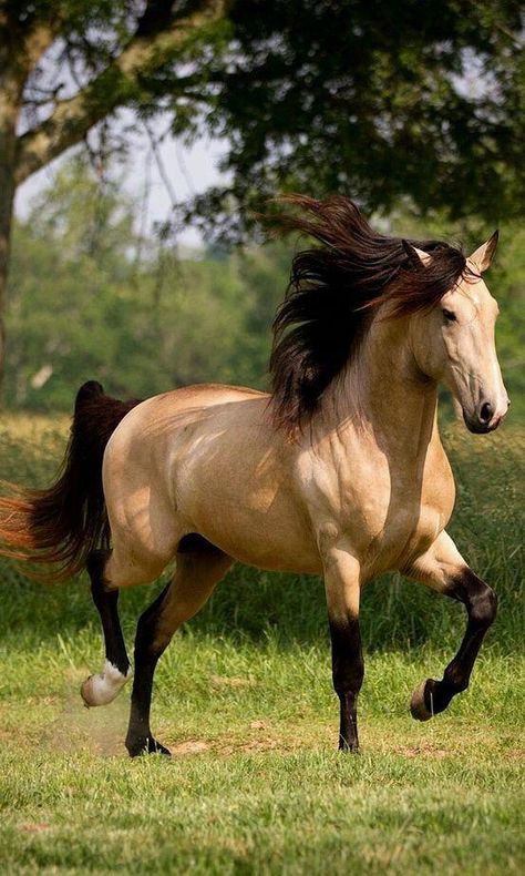 Buckskin #beautifulhorsebreeds Buckskin Horse, Beautiful Horse Pictures, Horse Wallpaper, Most Beautiful Horses, Majestic Horse, All The Pretty Horses, Airbrush Art, Majestic Animals, Cute Horses