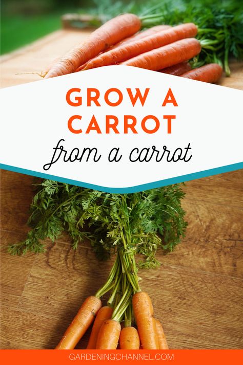 Don't throw vegetable kitchen scraps away. Follow these gardening tips to plant carrots and carrot scraps to grow more carrots. #gardeningchannel #gardening #vegetablegardening #growingcarrots Propagating Carrots, Regrow Carrots, How To Regrow Carrots, Planting Carrots, Regrow Carrots From Scraps, Growing Carrots From Scraps, Planting Carrots Cornstarch, Growing Carrots From Carrot Tops, Planting Carrots In Grow Bags