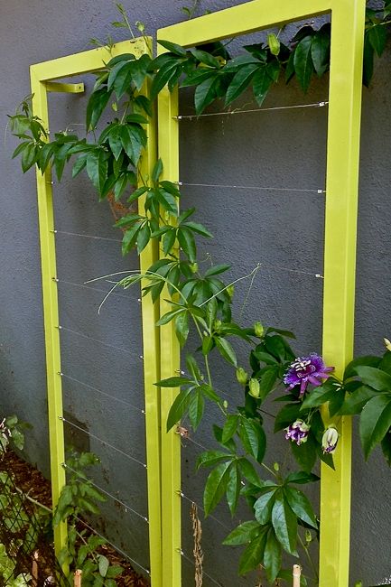 The Ina Wall Trellis by TerraSculpture, growing a passion flower vine. Passion Flower Vine, Easy Backyard Diy, Vine Trellis, Wall Trellis, Flower Trellis, Modern Trellis, Trellis Ideas, Diy Trellis, Garden Vines